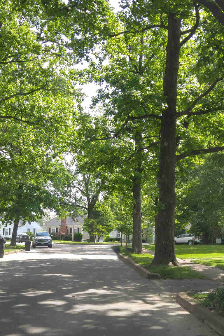 Tree Health Inspection Services & Treatment | Davey Tree