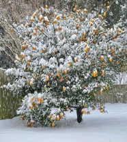 An orange tree covered in snow.
