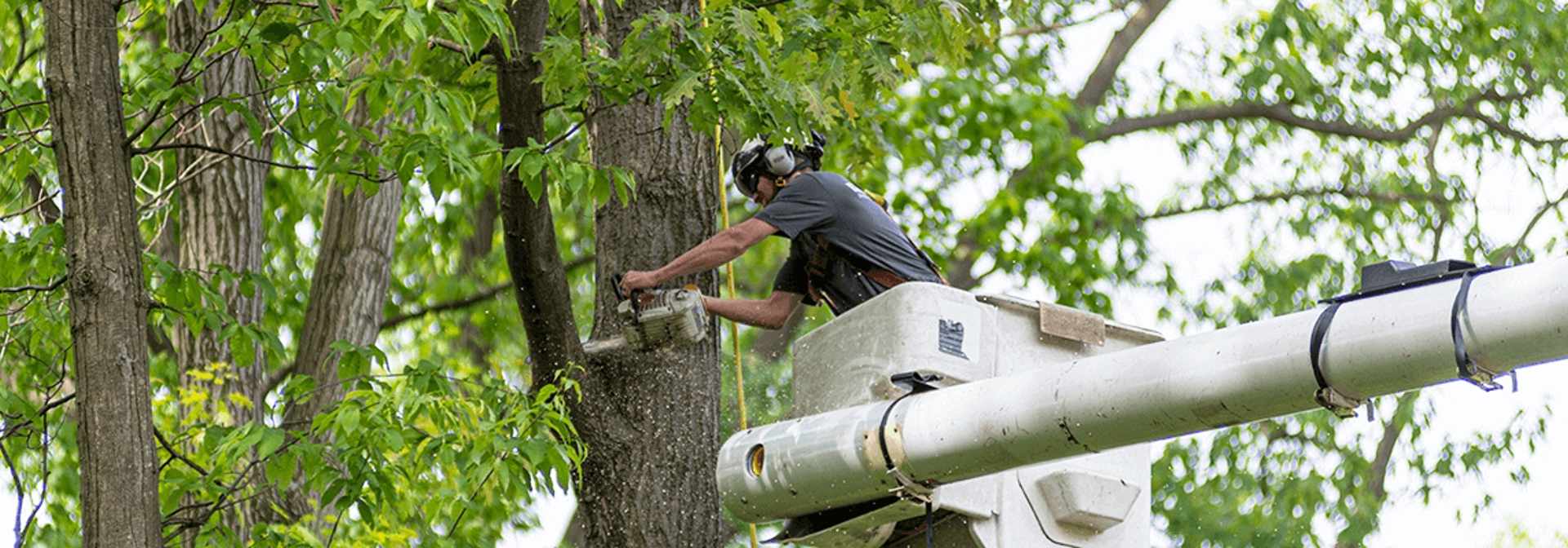 How to Prep Trees for Winter, Action Tree Service