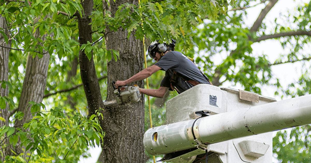 Greenleaf Tree & Property Services Tree Services Cardiff