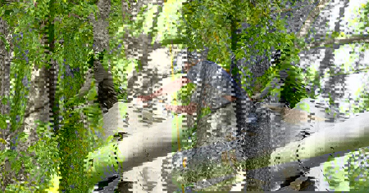 tree service dallas ga