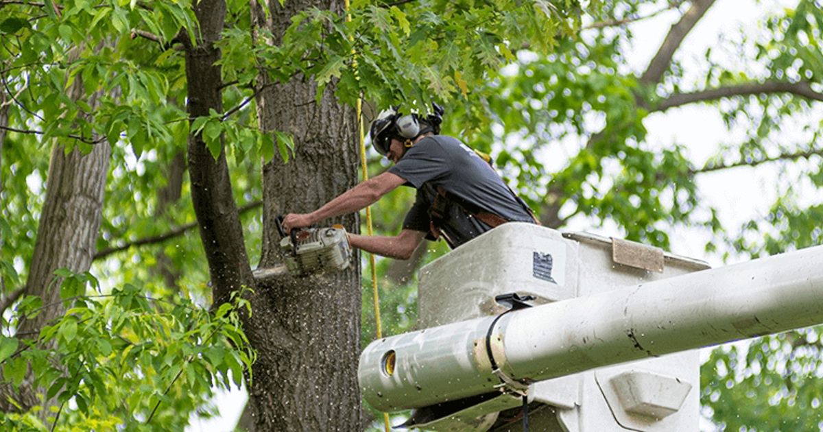 Tree Trimming Near Me