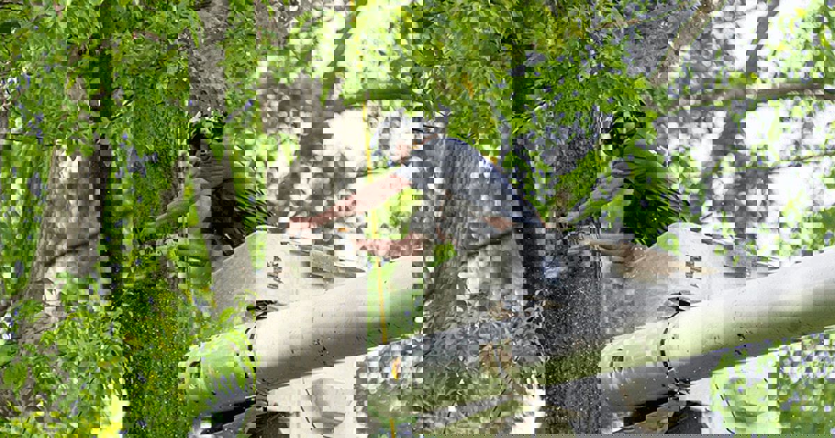 Tree Removal Connecticut