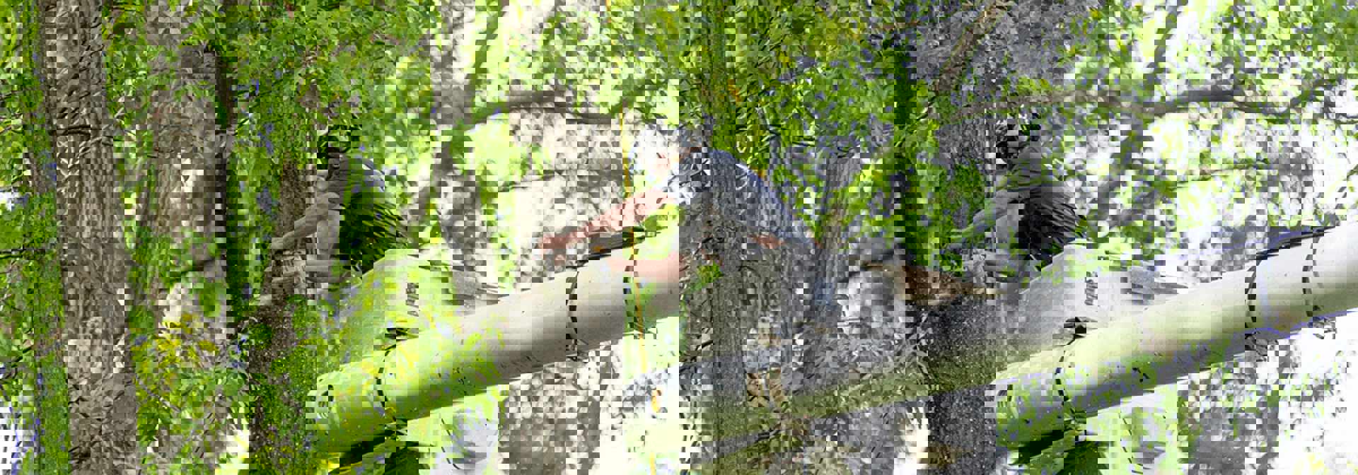 Arborist Services