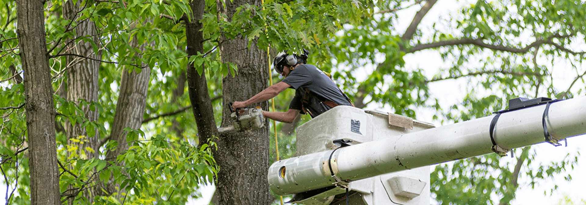 Stump Grinding