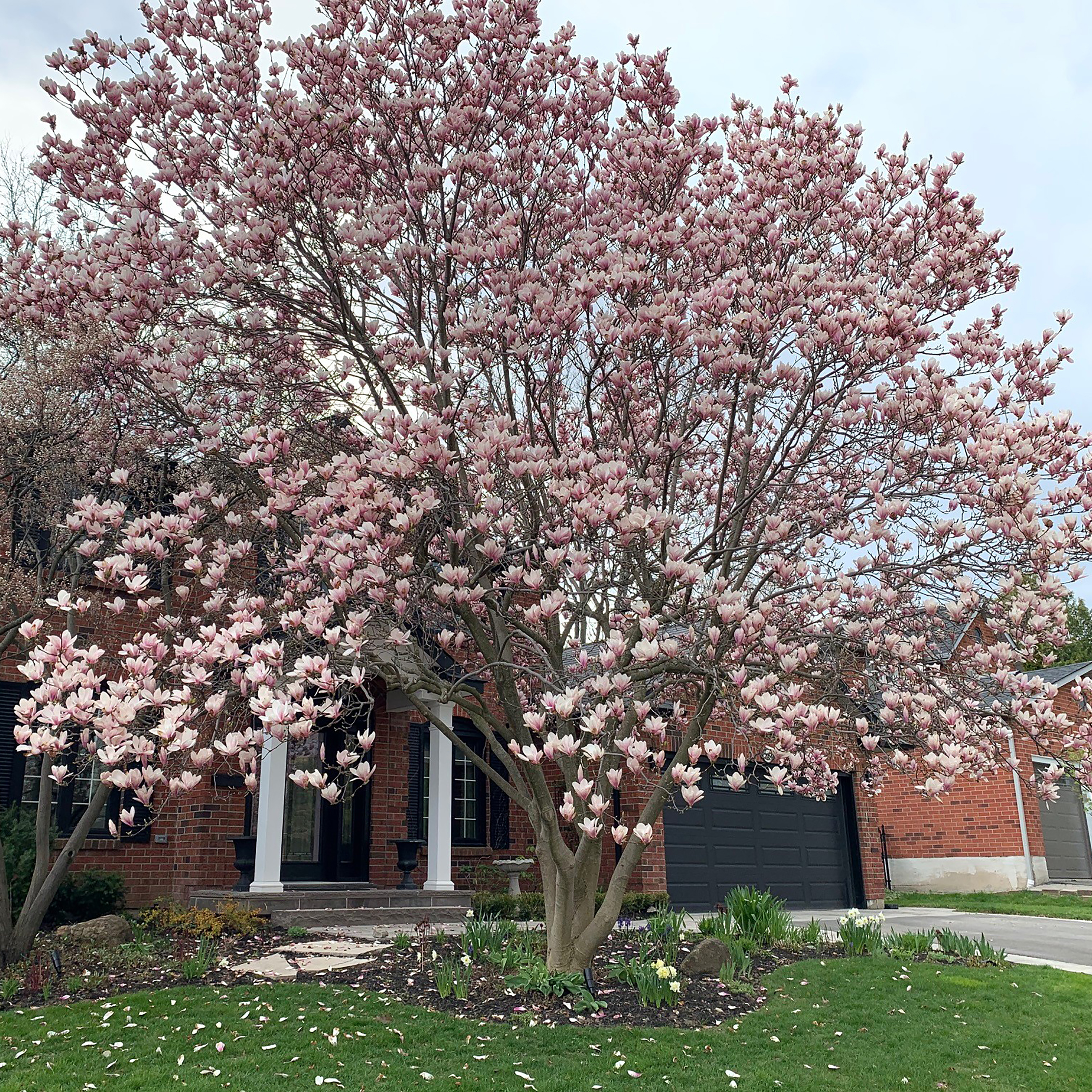 Canada Magnolia