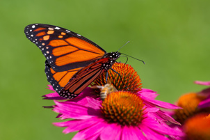 Monarch butterfly sitting on a pink flower