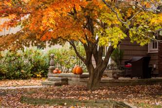 Tree with orange and yellow leaves in front of a house