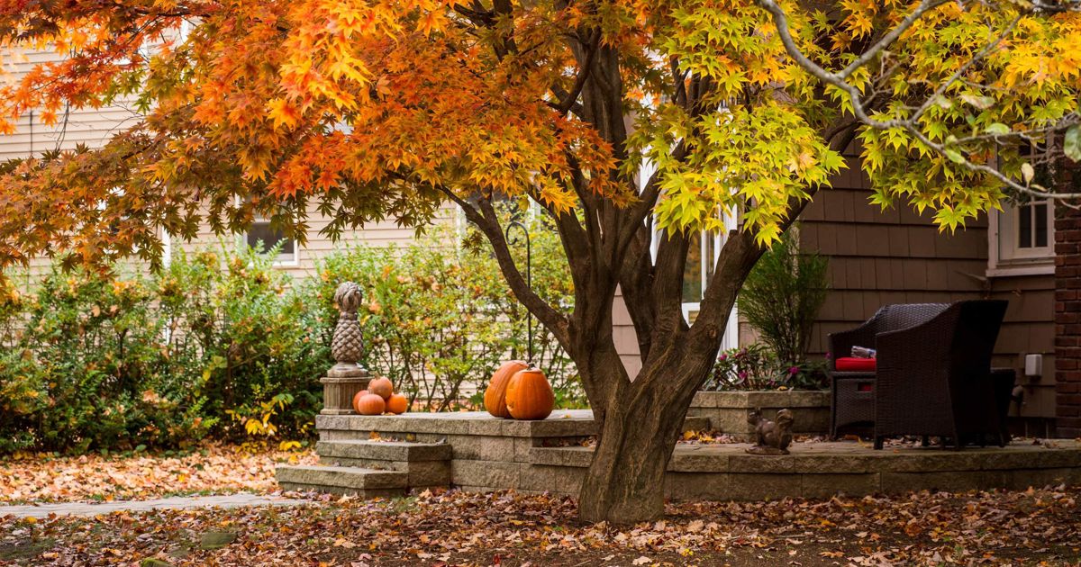 The 6 best trees with fall color – landscapers pick the most beautiful ...