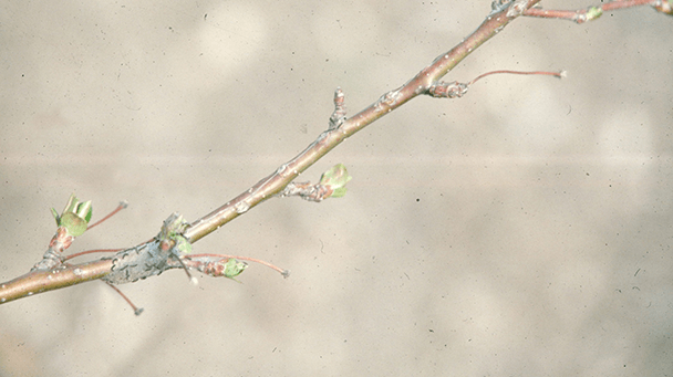 Pest And Disease Center Eastern Tent Caterpillar Sideimage3 608X341