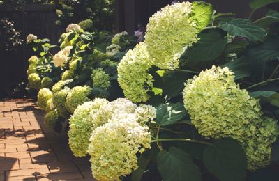 Garden Design