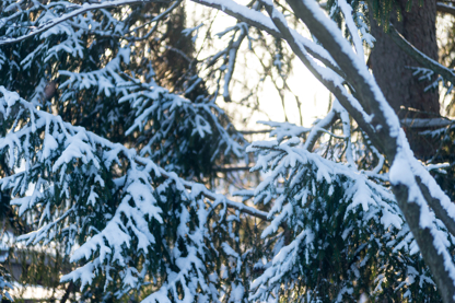 Tree branches covered with snow/