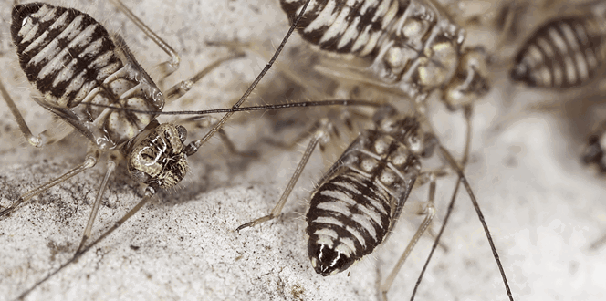 Pest And Disease Center Barklice Banner 1440X500