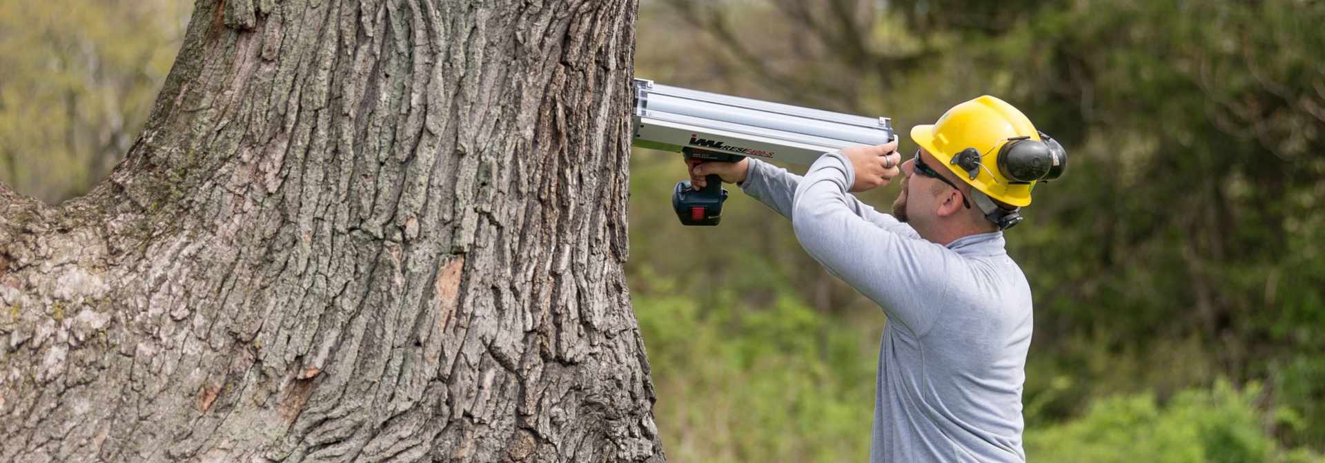 Tree Risk Assessment | Davey Tree