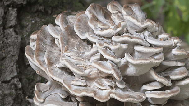 Pest And Disease Hen Of The Woods Sideimage2 608X341