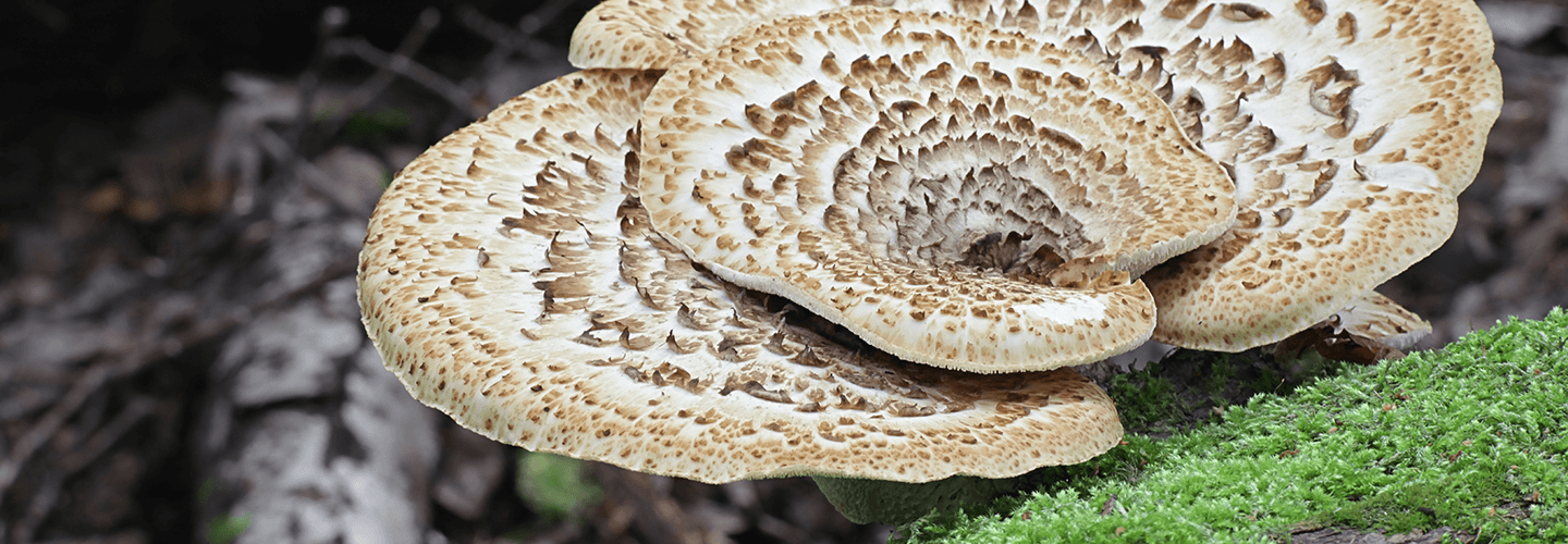 Pest And Disease Dryads Saddle Banner 1440X500