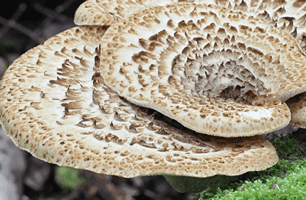 Pest And Disease Dryads Saddle Banner 1440X500