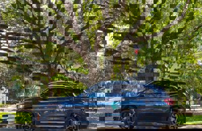 Smart Urban Forestry With Smart Tree Inventory | Davey Tree