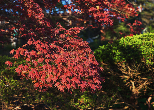 A branch with multiple red leaves shining in the sun.