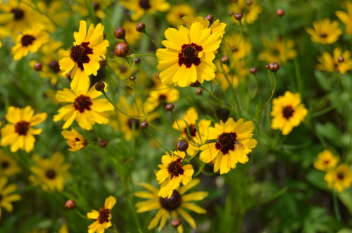 A close view of small, yellow flowers with green stems