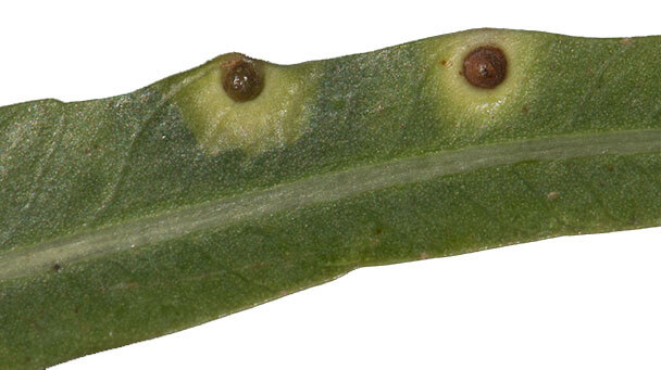 Pest And Disease Pepper Tree Psyllid Sideimage 608X341