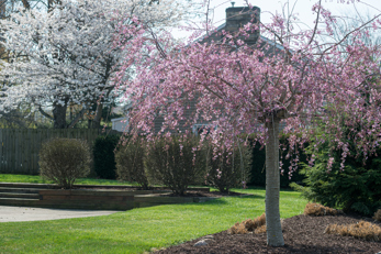 Small weeping cherry tree planted on a homeowner's property.