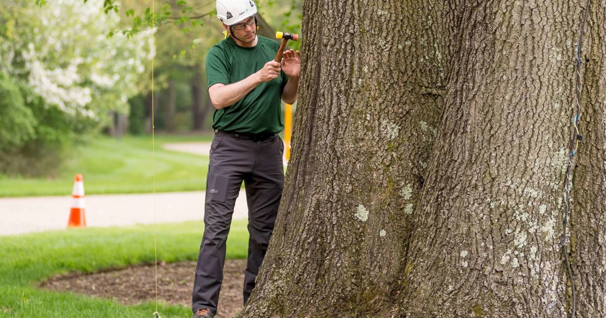 Conducting An Exam of Your Trees | Davey Tree