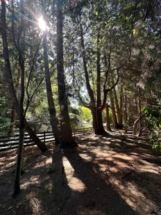 Tall trees blocking the sun and leaving a shadow upon the dirt ground.