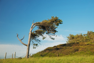 An image of a tree bowing in the wind on a spring day