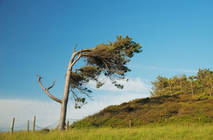Wind Damaged Tree