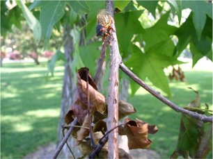 Insects present; Branch dieback; Bark crack; Dieback