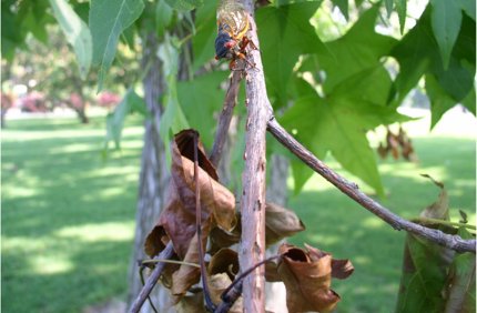 Cicada (2)