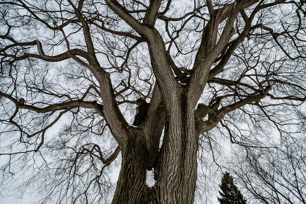 A tree with no leaves stands in a snowy cloudy day