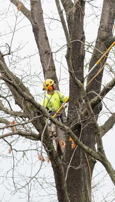 Stillwater Tree Service