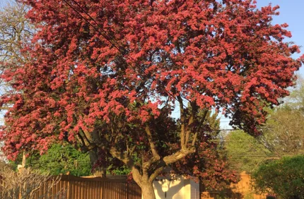 Canada Flowering Crabapple (1)