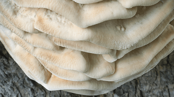 Pest And Disease Northern Tooth Fungus Sideimage2 608X341