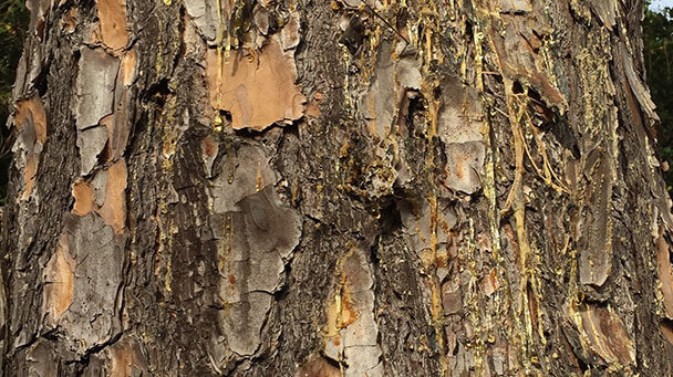 Pest And Disease Pitch Canker Of Pine Sideimage 608X341