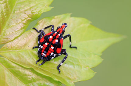 Spotted Lanternfly Late Nymph Davey Tree