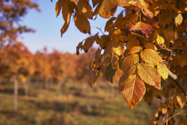 Fall-colored leaves close in frame, on the right and in front of a field of trees