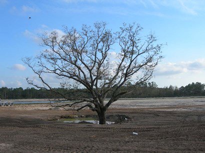 zombie tree