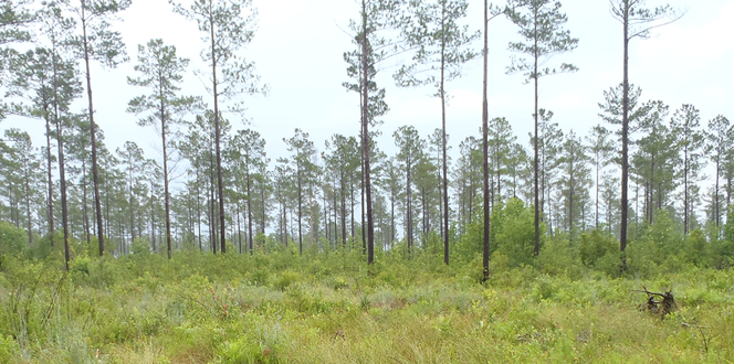 Environmential Project Profile Camp Lejeune Banner 1440X500