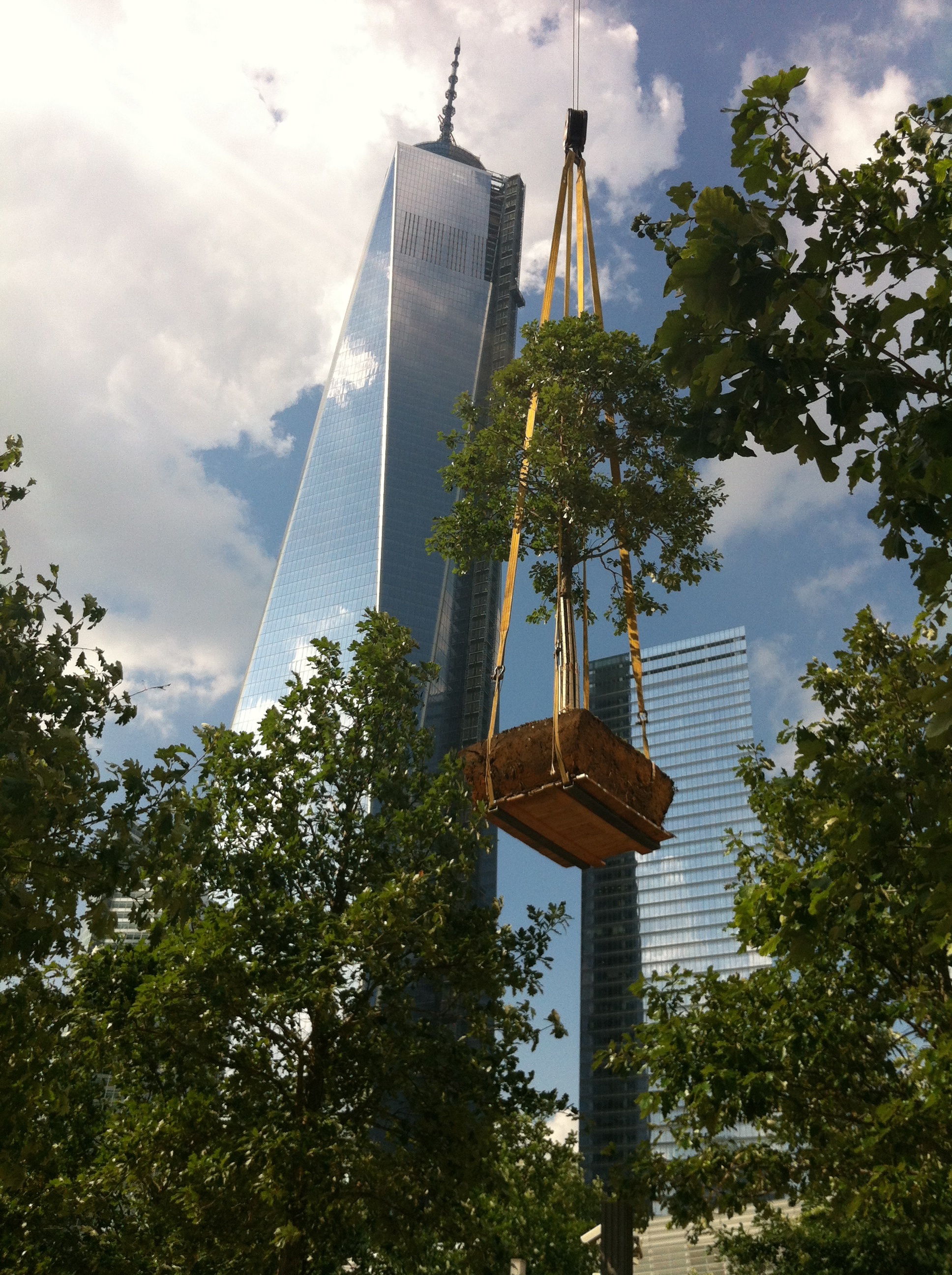 Large Tree Moving 9/11 Memorial