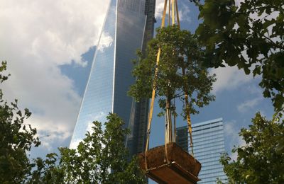 Large Tree Moving 9/11 Memorial