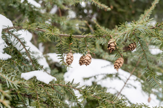 5 small pine cones hanging from a snow covered evergreen branch