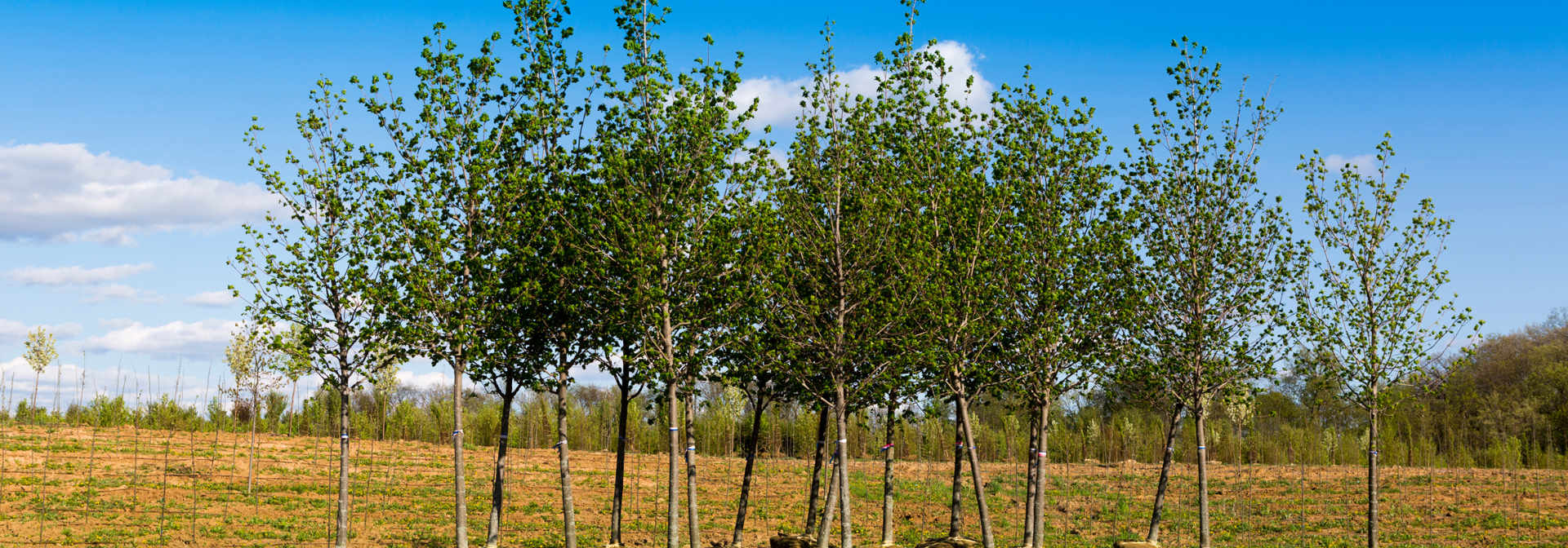 Tree Planting for San Diego Gas & Electric | Davey Tree