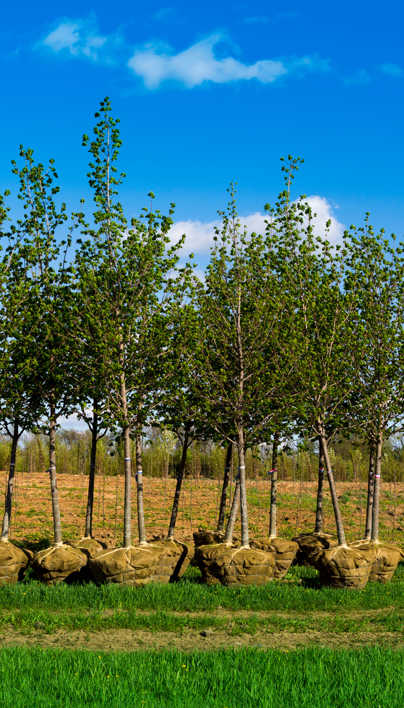 Tree Planting for San Diego Gas & Electric | Davey Tree