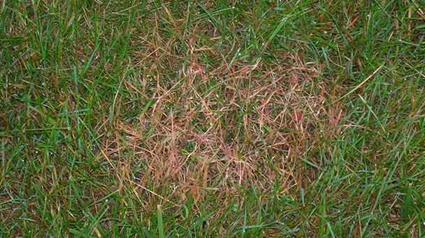 Pest And Disease Red Thread And Pink Patch Sideimage3 608X341