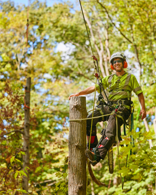 An arborist wearing gear and clipped into ropes hanging off a large tree trunk.