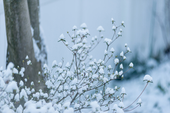 A snowy, small tree
