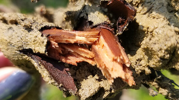 Pest And Disease Phytophthora Diseases Sideimage2 608X341